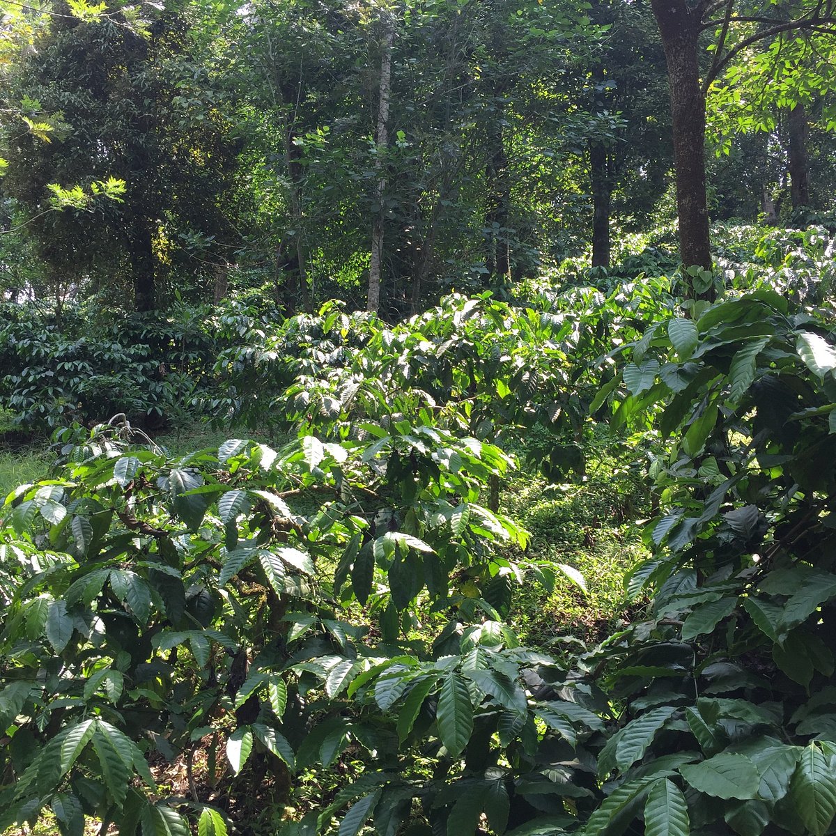 mercara-gold-estate-coffee